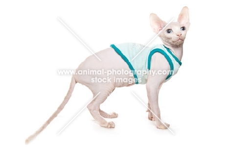 Sphynx kitten, four months old wearing jumper