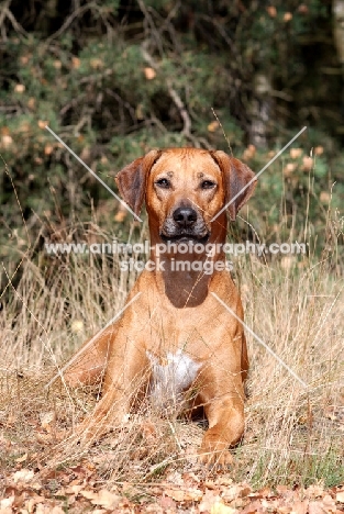 Rhodesian Ridgeback