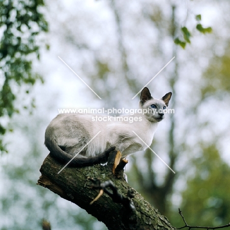 int ch rangoon blue zia, blue point siamese cat