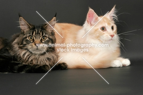 brown tabby Maine Coon cat with a red silver tabby & white Maine Coon, lying down