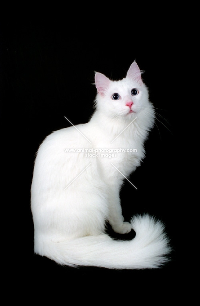 white Turkish Angora on black background