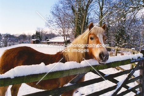 Haflinger horse standing by fence in snowy field 