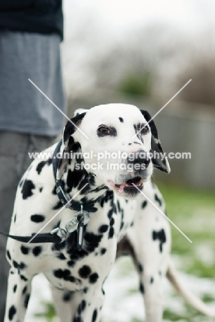 Dalmatian barking