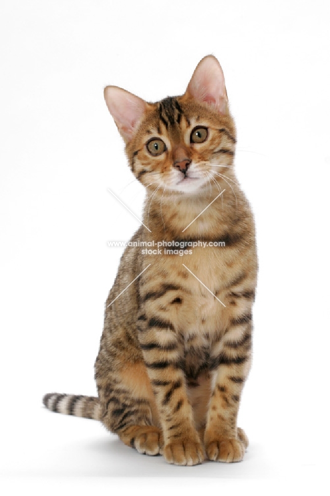 young brown spotted tabby Bengal cat sitting on white background