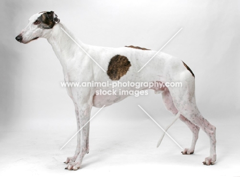 white and brindle Greyhound, australian champion and finnish champion