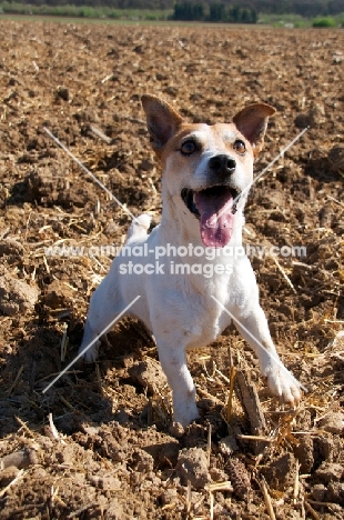 Jack Russell jumping up