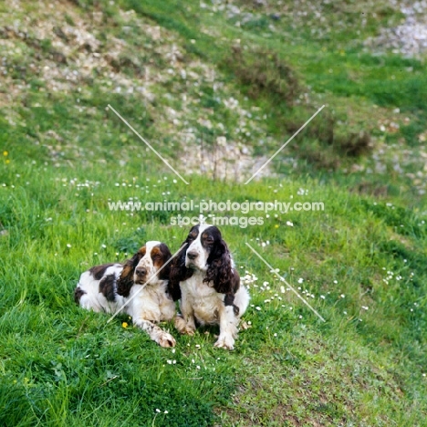 two middle aged cocker spaniels in countryside
