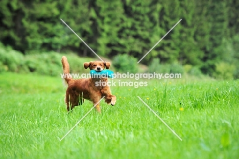 Golden Retriever running with dummy