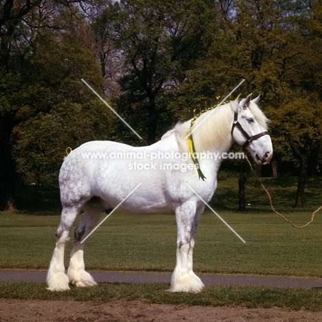 shire horse in hyde park, watneys