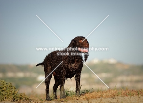 American Water Spaniel