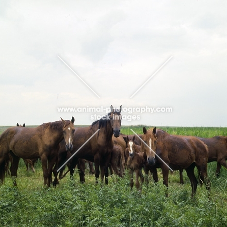 group of Don mares and foals on the Steppes, Russia, taboon
