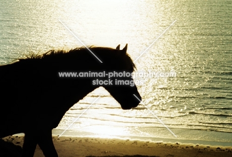 welsh mountain pony on gower peninsula