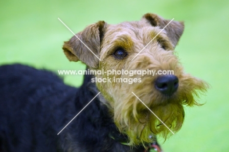 Welsh Terrier portrait, head and shoulder shot