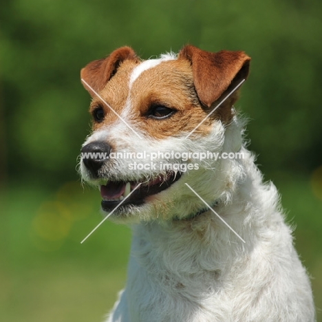 Jack Russell Terrier