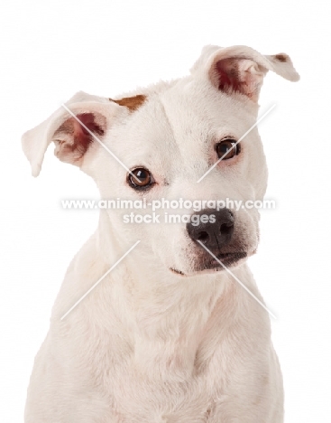 American Pit Bull Terrier head study