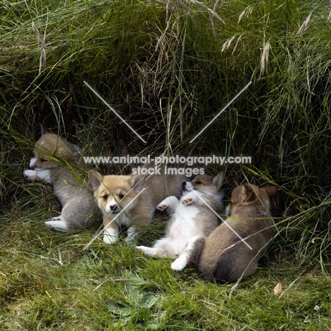 four pembroke corgi puppies lying in long grass