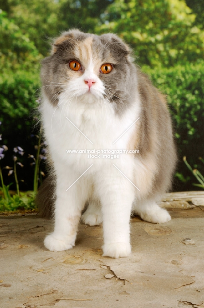 scottish fold cat looking at camera