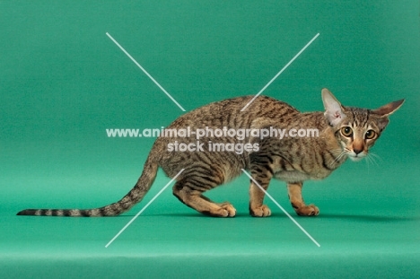 Oriental Shorthair crouching, Brown Spotted Tabby colour