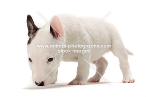 miniature Bull Terrier puppy on white background