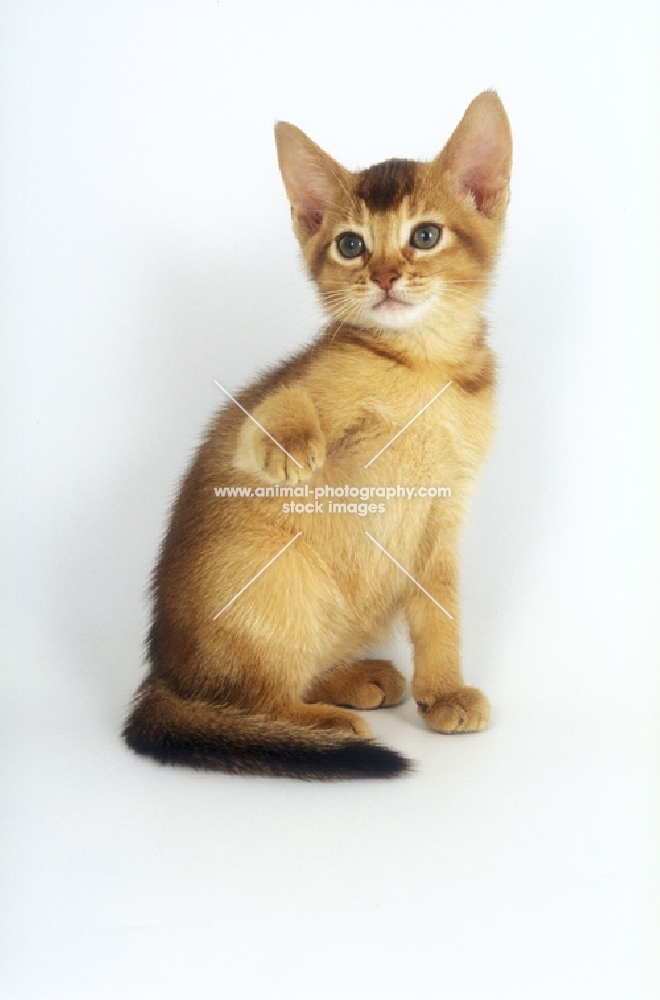 chocolate abyssinian kitten