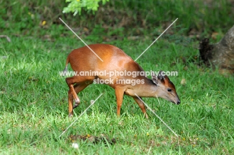 Red Forest Duiker