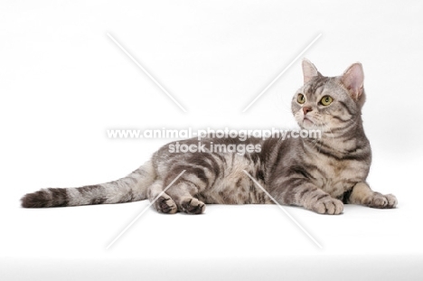 American Shorthair, Blue Silver Classic Tabby, lying down