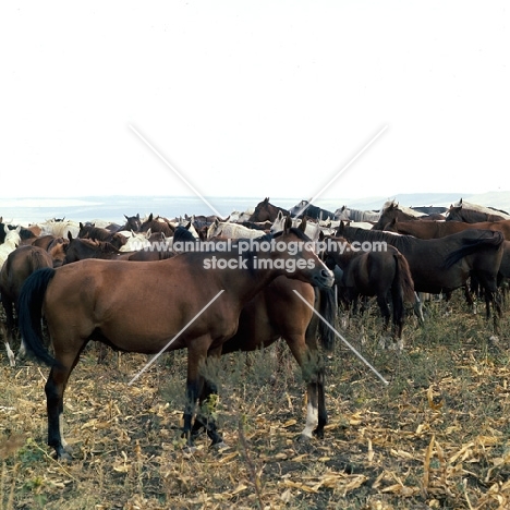 taboon of akhal teke and arab mares and foals at Tersk Stud Farm, Stavropol 