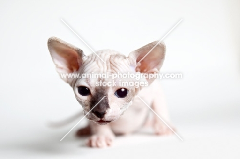 little sphynx kitten looking towards camera