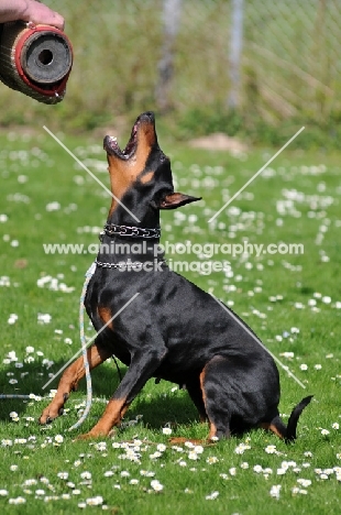 Dobermann barking