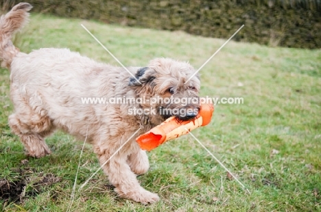 Briard walking with toy