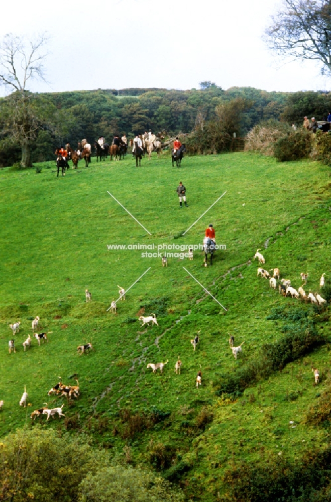 pack of exmoor foxhounds horses and riders on exmoor