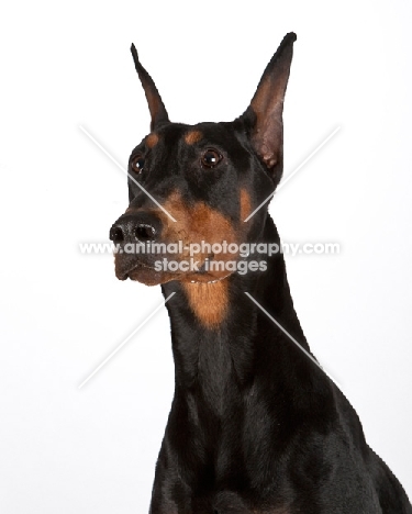 Dobermann in studio, looking up