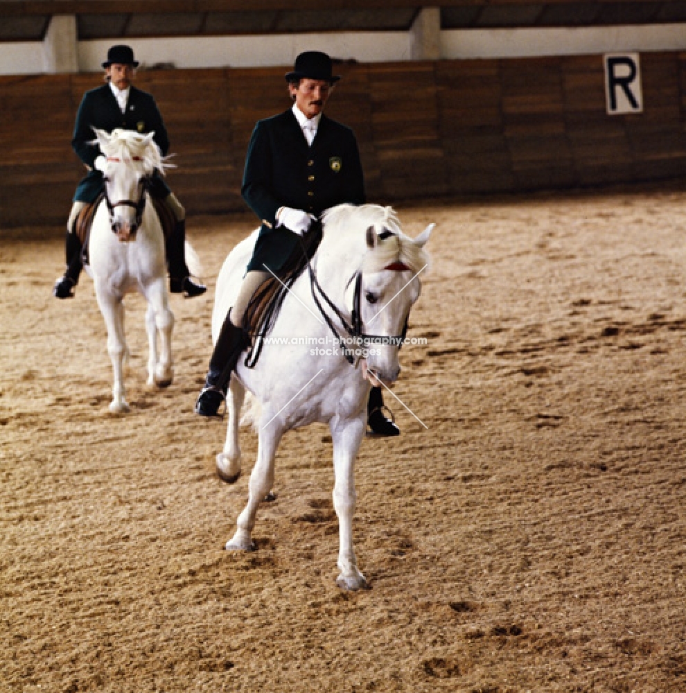 lipizzaners and riders in Great Riding Hall during display at lipica