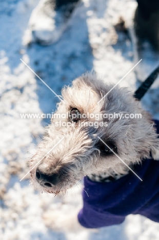 Bedlington x Whippet