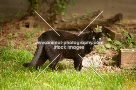 black cat in garden