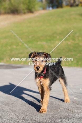 Airedale puppy on road