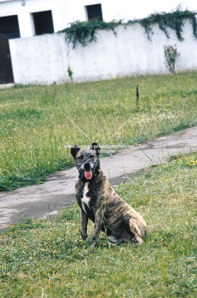 very rare Cao Fila de Sao Miguel, cow herder of the Azores,