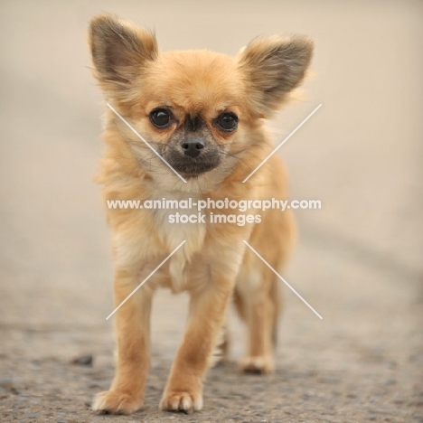 Chihuahua (longhair) puppy