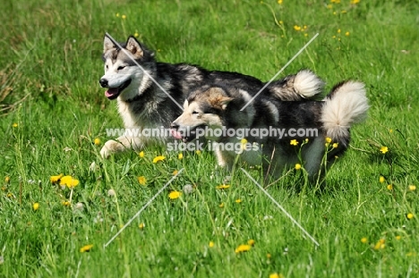 two Alaskan Malamutes running together