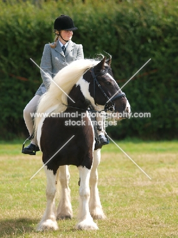 Piebald horse with rider