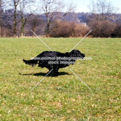 champion flatcoat retriever galloping across a field