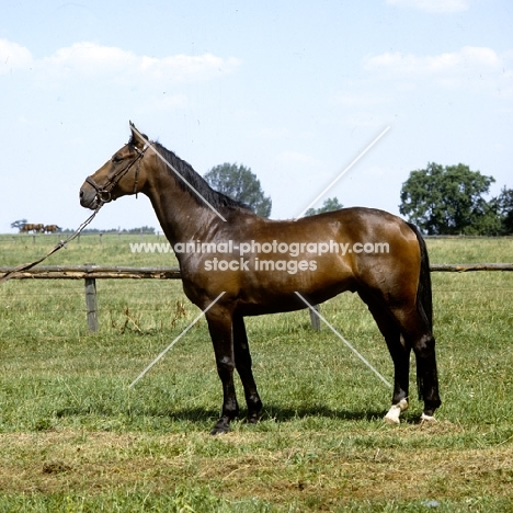 schwarm, westphalian warmblood gelding in germany