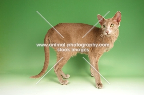 fawn oriental shorthair cat standing