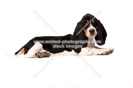 Basset Hound cross Spaniel puppy lying down isolated on a white background