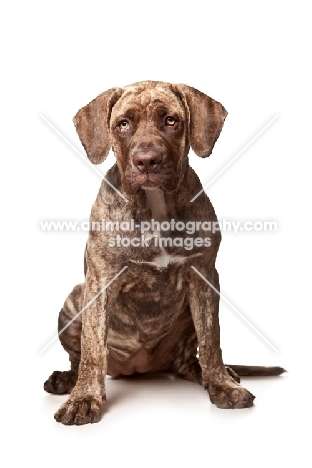Dogo Canario pup sitting on white background