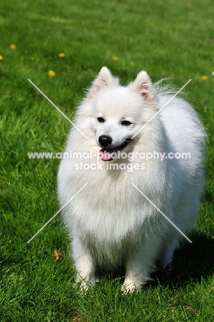 Japanese Spitz standing on grass