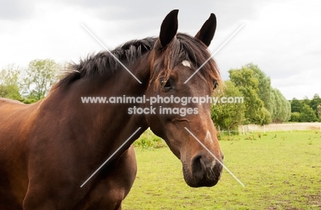 Trakehner horse standing in green field