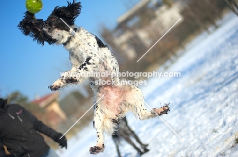 black and white springer jumping to catch toy in a snowy environment