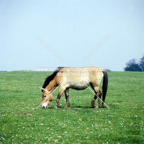 przewalski horse grazing