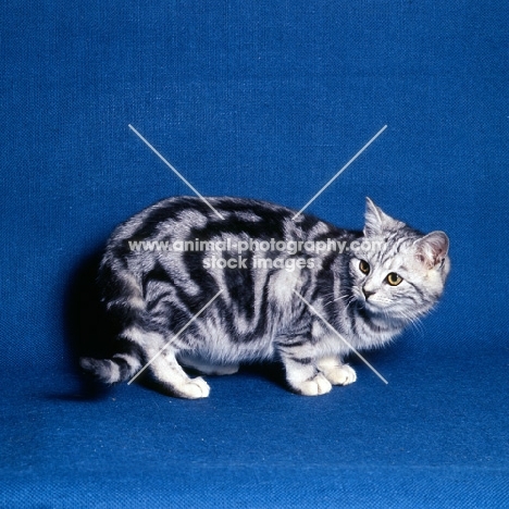 silver tabby cat in studio